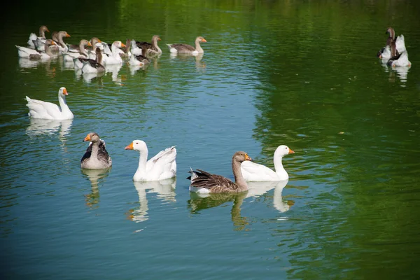Domestic geese and ducks swim in the lake on a summer sunny day