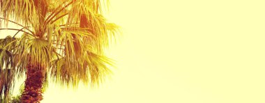 Hafif arka planda palmiye dalları, tatil arka planı, tonlama