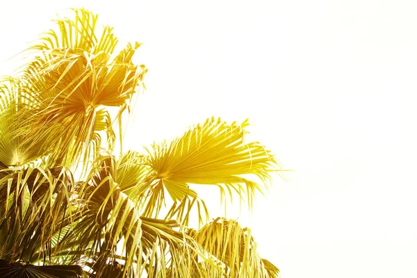 Palm Takken Een Witte Achtergrond Sammer Vakantie Achtergrond Afgezwakt — Stockfoto