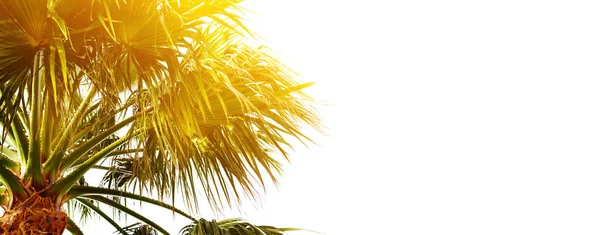 Palm Takken Een Witte Achtergrond Zomer Vakantie Banner Toned — Stockfoto