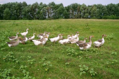 Evcil kaz sürüsü yaz günü yeşil bir çayırda otlar.