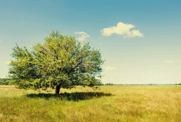 Green field and a lonely tree on a background of blue sky and white cloud on a summer sunny day, toned. Single tree summer landscape