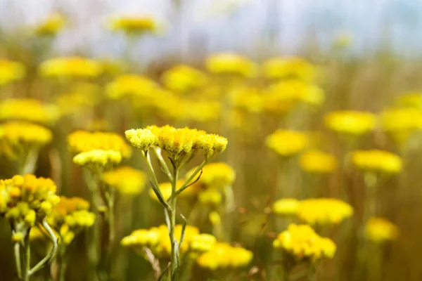 Helichrysum (Helchrysum arenyumu) bitkisinin sarı çiçekleri yakın plan, yumuşak odaklanma. Şifalı bitkiler, alternatif tıp.