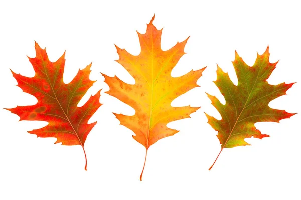 Hojas Brillantes Roble Otoño Sobre Fondo Blanco Aislado — Foto de Stock