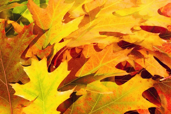 Las Brillantes Hojas Roble Otoño Cierran Fondo Textura Otoño — Foto de Stock