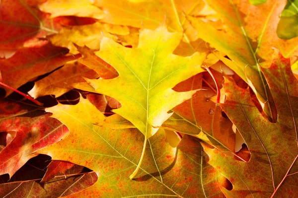 Las Brillantes Hojas Roble Otoño Cierran Fondo Textura Otoño — Foto de Stock