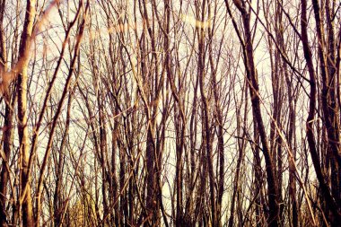 Sonbahar ormanının çıplak dalları, dokulu arka plan, tonlu