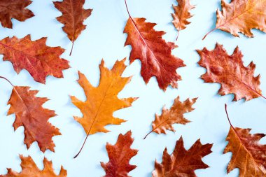  Sarı-kırmızı sonbahar meşe yaprakları ile sonbahar parlak arkaplan deseni mavi arka plan, üst görünüm