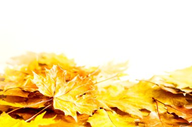 Sonbahar parlak arka plan. Sarı sonbahar akçaağaç yaprakları beyaz zemin üzerinde, yumuşak seçici odak, kopyalama alanı.