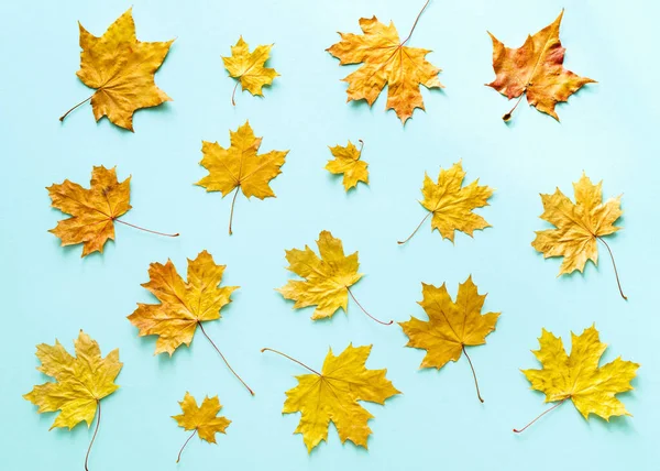 Осенний Яркий Фон Желтыми Осенними Листьями Клена Синем Фоне Вид — стоковое фото
