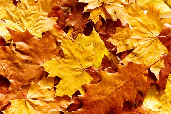 Jesień Jasne Tekstury Liści Tła Żółte Liście Jesieni Widok Góry — Zdjęcie stockowe