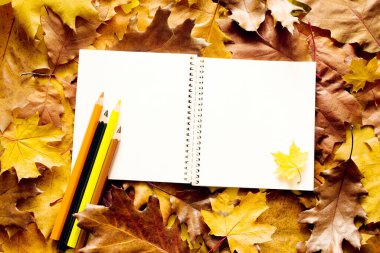 Renkli sonbahar arkaplanı. Metin için boş beyaz sayfalar, parlak sonbahar yaprakları üzerinde renkli kalemler, üst görünüm, düz yatış.