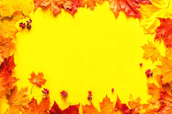 Autumn Bright Background Frame Yellow Red Autumn Maple Leaves Yellow — Stock Photo, Image