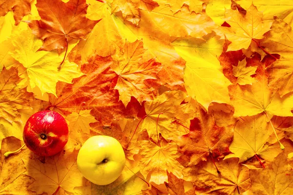 Два Яблока Яркой Осенней Желто Красной Листве Осенний Яркий Фон — стоковое фото