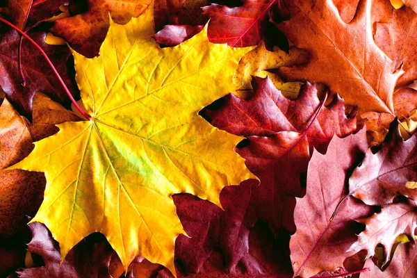 Żółte Liście Jesieni Widok Góry Jesień Jasne Tekstury Liście Tła — Zdjęcie stockowe