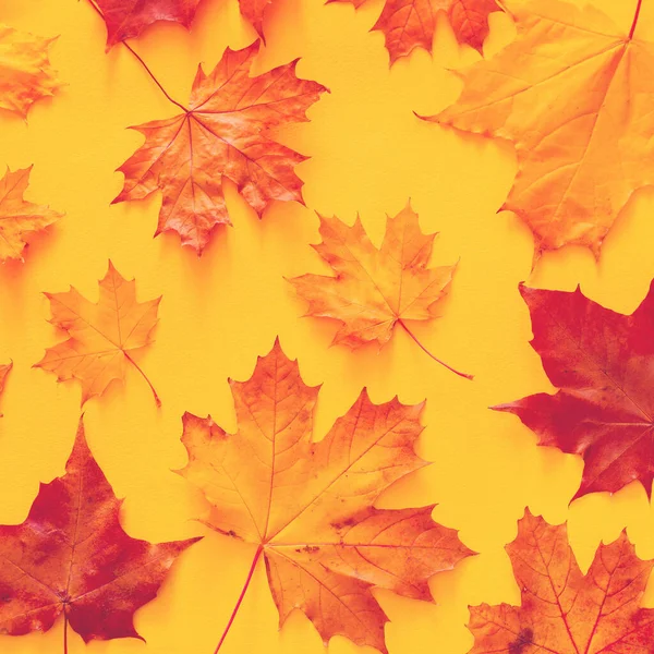 Осенний Яркий Фон Желто Красными Осенними Листьями Клена Желтом Фоне — стоковое фото