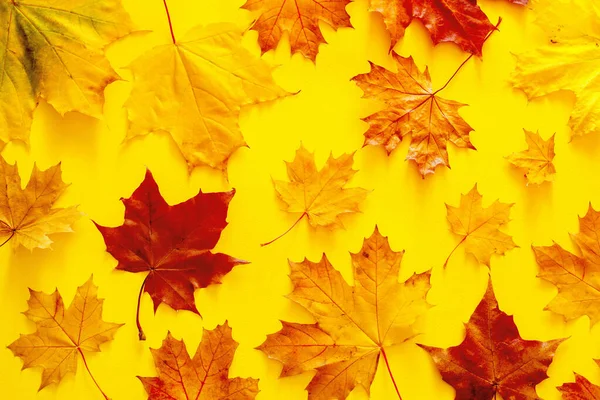 Jesień Jasny Wzór Tła Żółto Czerwonym Jesienią Klon Liście Żółtym — Zdjęcie stockowe