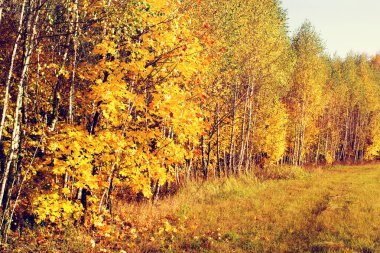 Sonbahar ormanı, düşen yapraklarla aydınlık bir manzara ve gün ışığında çimlerle kaplı bir tarla. Sonbaharda ormanda yürü.