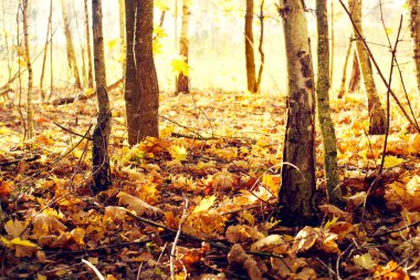 Sonbahar ormanı dökülen yapraklarla aydınlık bir manzara. Ağaçların gövdeleri ve sonbahar yaprakları ormanda güneş ışığında. Sonbaharda ormanda yürü.