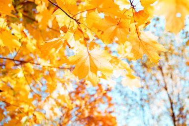 Parlak sarı sonbahar akçaağacı, güneşli bir sonbahar gününde mavi gökyüzüne karşı yumuşak bir odak noktasında yapraklanır. Kopyalama alanı olan sonbahar parlak arkaplanı