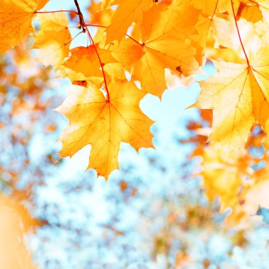 Parlak sarı sonbahar akçaağacı, güneşli bir sonbahar gününde mavi gökyüzüne karşı yumuşak bir odak noktasında yapraklanır. Kopyalama alanı olan sonbahar parlak arkaplanı