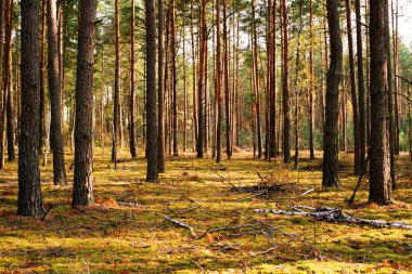 Sonbahar çam ormanı. Ormanda güneş ışığında sarı yosun üzerinde çam ağacı gövdeleri. Parlak orman sonbahar manzarası. Sonbaharda ormanda yürü.