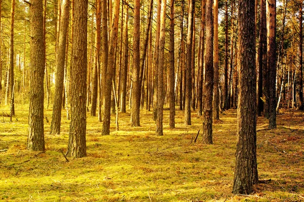 秋天的松树林在森林的阳光下 松树树干挂在黄色的苔藓上 美丽的森林秋天的风景 秋天在森林里散步 — 图库照片