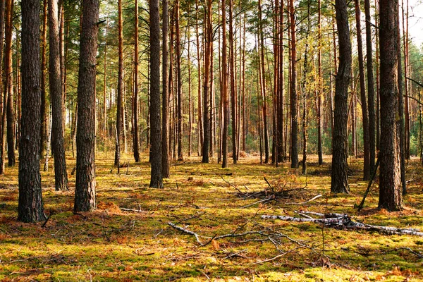 Sonbahar çam ormanı. Ormanda güneş ışığında sarı yosun üzerinde çam ağacı gövdeleri. Parlak orman sonbahar manzarası. Sonbaharda ormanda yürü.