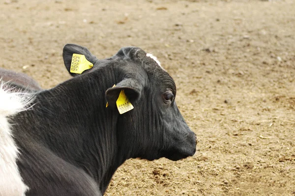 Jeune Gobie Une Vache Repose Dormant Dans Enclos Bétail Bétail — Photo