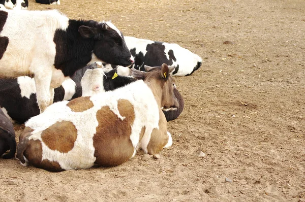 Grupo Toros Vacas Jóvenes Está Descansando Durmiendo Corral Del Ganado — Foto de Stock