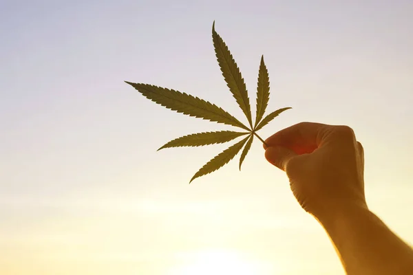 Marihuana Blatt Der Hand Gegen Den Himmel Bei Sonnenuntergang Nahaufnahme — Stockfoto