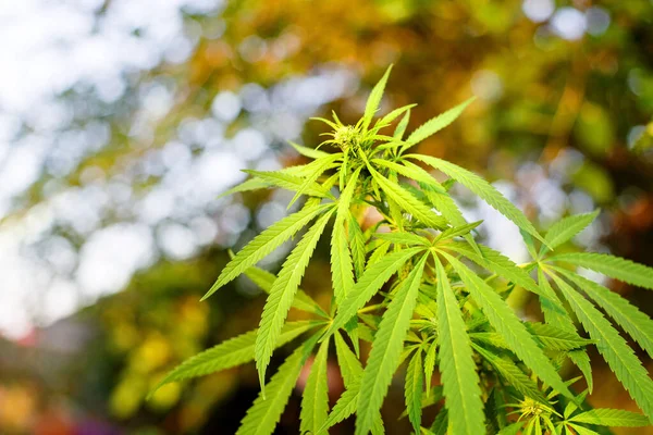 Zweig Von Grünem Marihuana Sonnenlicht Gegenlicht Nahaufnahme Auf Verschwommenem Natürlichem — Stockfoto