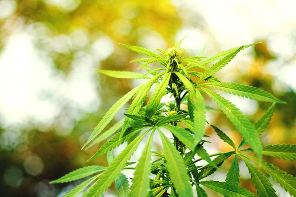 Zweig Von Grünem Marihuana Sonnenlicht Gegenlicht Nahaufnahme Auf Verschwommenem Natürlichem — Stockfoto