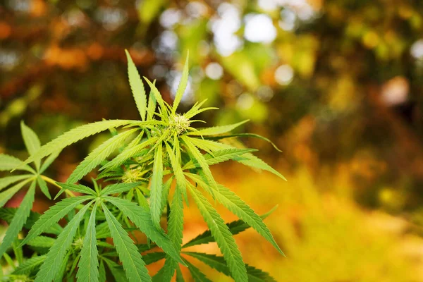 Zweig Von Grünem Marihuana Sonnenlicht Gegenlicht Nahaufnahme Auf Verschwommenem Natürlichem — Stockfoto