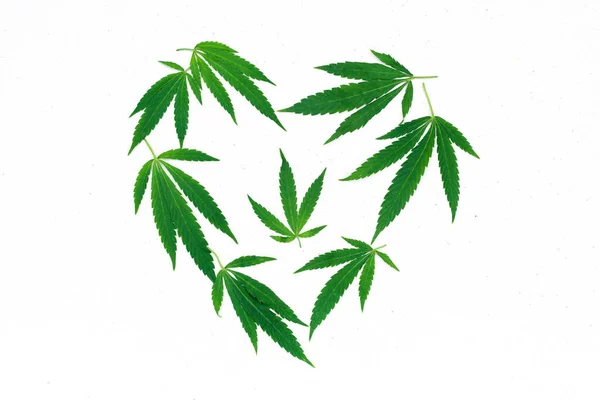 Foglie Cannabis Forma Cuore Una Superficie Bianca Chiara Vista Dall — Foto Stock