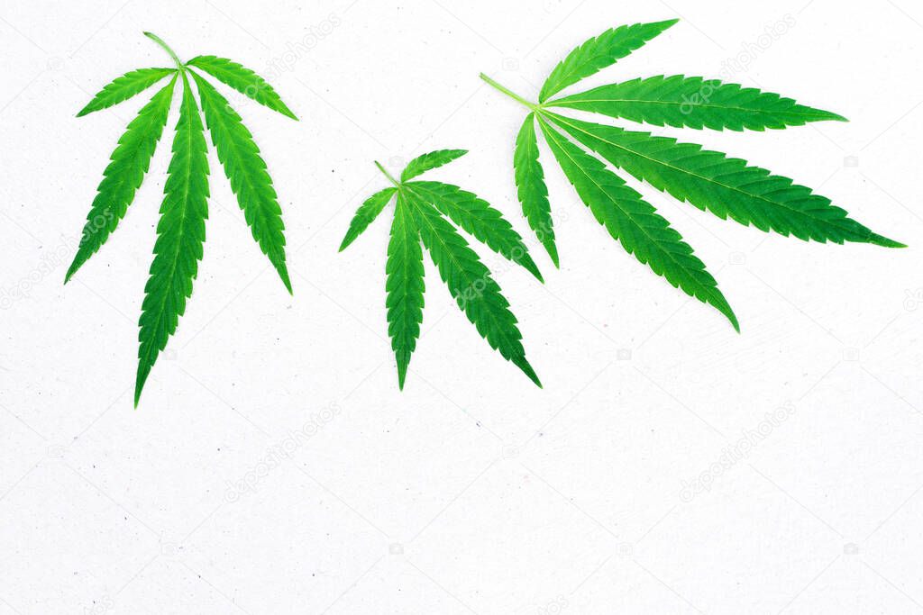  Cannabis, marijuana leaf on a light white surface, top view, copy space. Symbol of peacefulness, a relaxed state and a philosophical attitude towards life