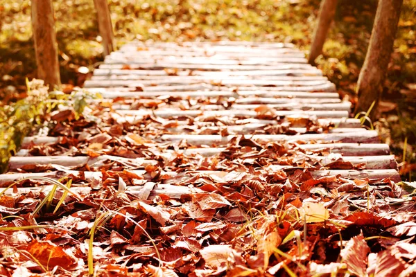 Старый Деревянный Мост Бревна Осенью Яркие Опавшие Листья Осенняя Дорога — стоковое фото
