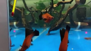 Washington DC üzerinde uçuyor.