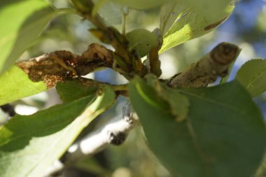 Sonbahar ormanında yeşil kavak yaprakları