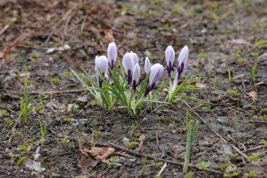 Bahar bahçesinde mor çizgili, yağmur damlalarıyla kaplı beyaz timsahlar.