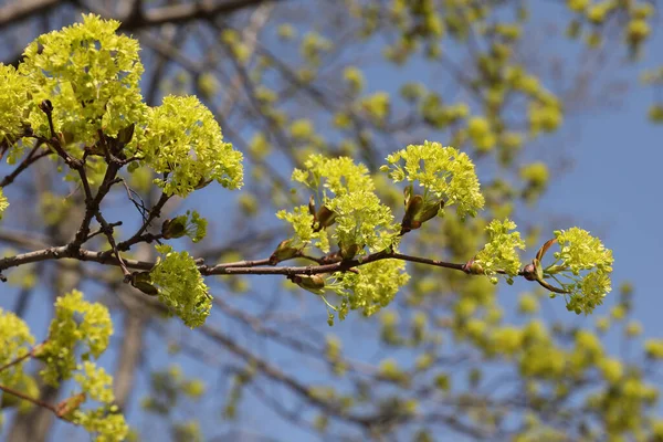 Yellow Lime Tree Flowers Blue Sky — Stock Photo, Image