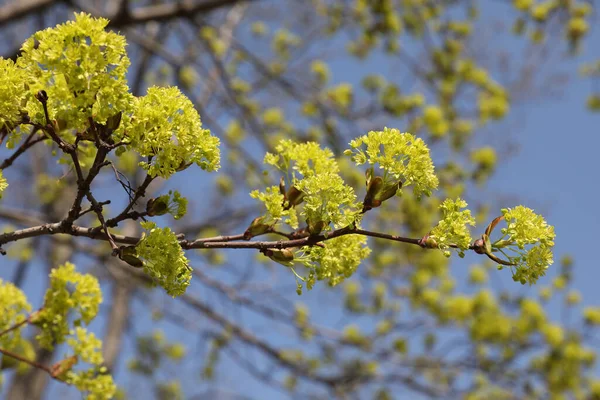 Flores Amarillas Tilo Contra Cielo Azul — Foto de Stock