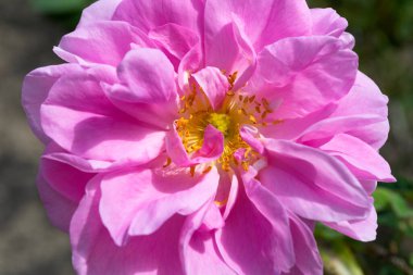Rosa Damascena. Gül Vadisi Karlovo. Bulgar gül yağı. aromaterapi.