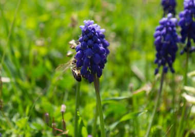 Bahar çiçeği Muscari Armeniacum 'da arı. Mavi muscari. Bahar çiçeği muscarisi. Vahşi muscari. Guguklu üzüm..