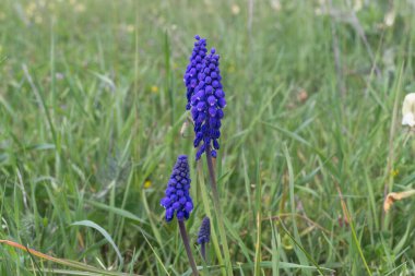 Muscari Ermeniacum. Mavi muscari. Bahar çiçeği muscarisi. Vahşi muscari. Guguklu üzüm..