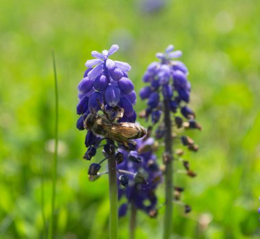 Bahar çiçeğindeki arı Muscari armeniacum.