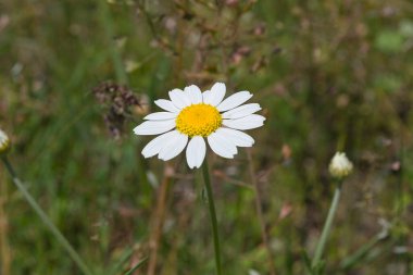 Güzel Daisy. Bahar ayçiçeği. Daisy, yan görüş. Leucanthemum vulgare.