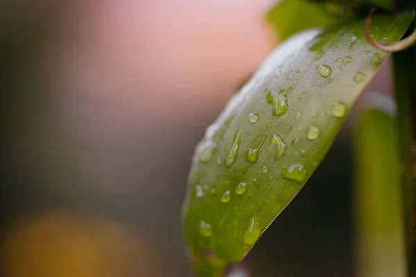 bokeh bahçe yeşil waterdrops bitki