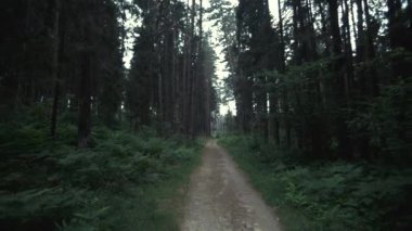 Orman ağır çekim gölgeler