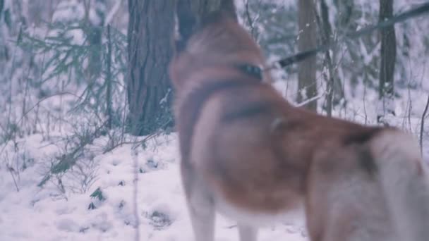 Hund Husky Skog Vinter — Stockvideo